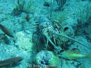 Spiny lobster and groupers by Bob Jeannetti 
